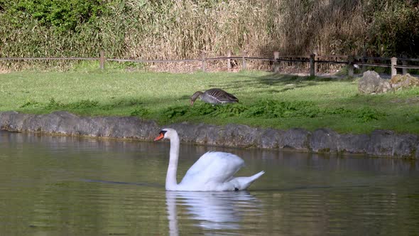 A swan swimming in a pond in the English Gardens in Munich, Bavaria, Germany. alt