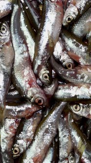 Many small little fish anchovy, tyulka, sprats, seafood background fresh raw food. alt