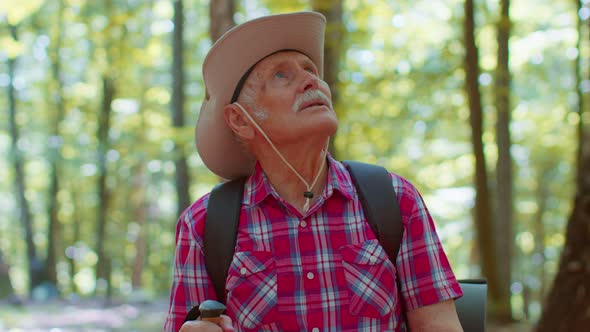 Senior Old Caucasian Tourist Hiker Grandfather Training Nordic Walking with Trekking Poles in Forest alt