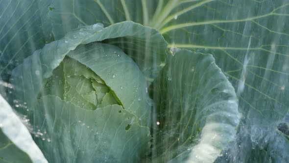 Heavy Rain Pours Down on the Green Cabbage Swing