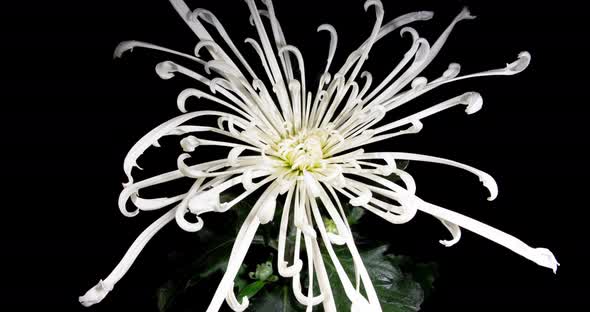 White Chrysanthemum Blooming in Time Lapse on a Black Background