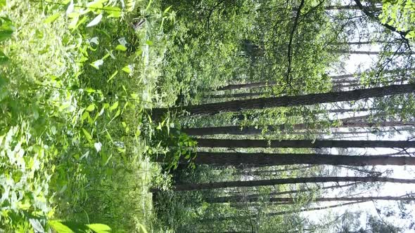 Vertical Video of Forest Landscape in Summer Slow Motion alt