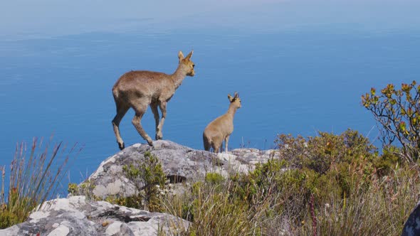 A Pair of Klipspringer Antelopes in Natural Habitat Table Mountain South Africa alt