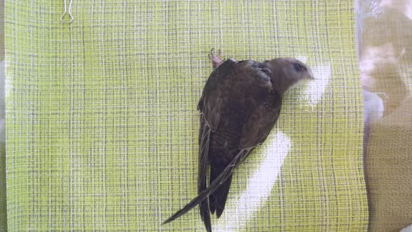 A Black Swift Bird Chick Raised at Home Flaps Its Wings Against a Green Background in an Upright alt