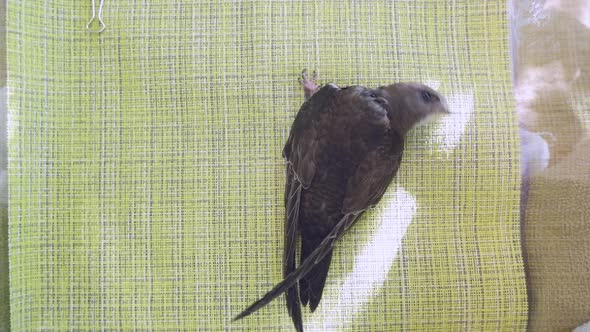 A Black Swift Bird Chick Raised at Home Flaps Its Wings Against a Green Background in an Upright