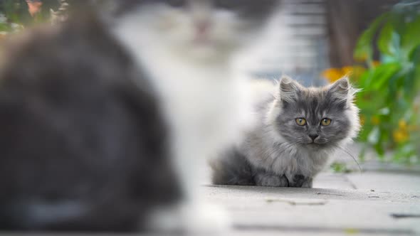 Kittens in the Backyard alt