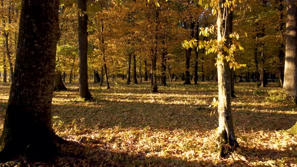 Walk through the autumn forest and yellow leaves on the trees.