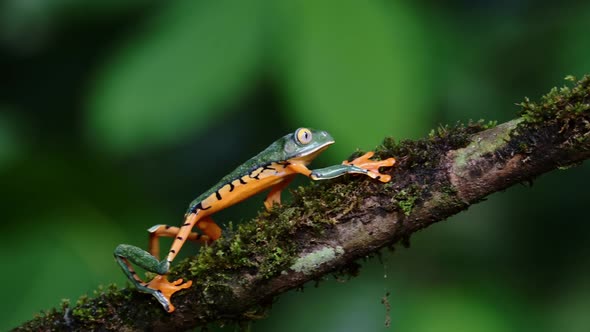 Tree Frog, Costa Rica Wildlife and Animals in Rainforest, Tiger Leg Monkey Tree Frog (northern orang alt
