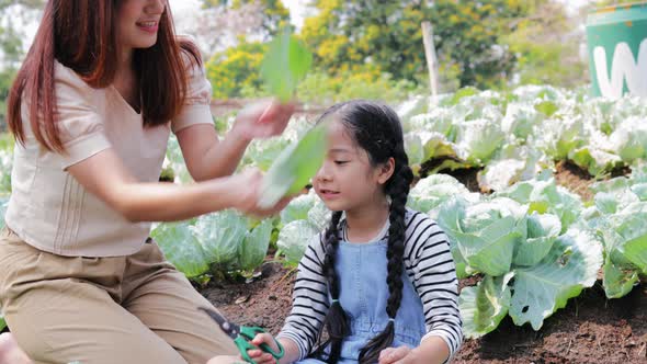 Happy Asian family farmer enjoy big cabbage in a vegetable garden