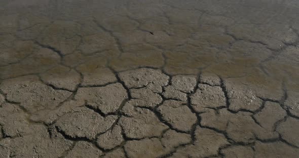 952065 Water and Drought in the Marshes of Camargue, in the South East of France, Real Time 4K alt