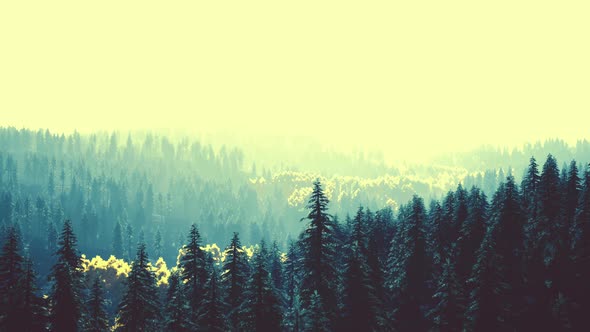 Sunlight in Spruce Forest in the Fog on the Background of Mountains at Sunset alt