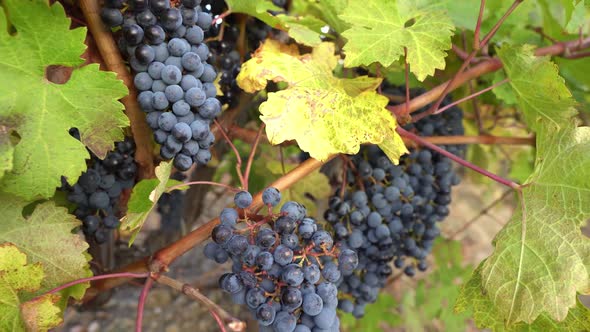 Ripe Grapes for Red Wine alt
