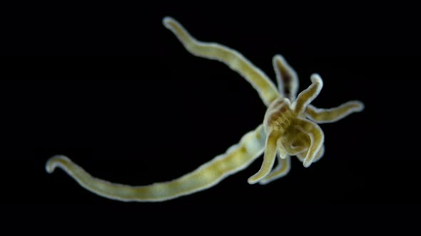 Larva of Sea Anemone Actiniaria Under Microscope Class Anthozoa Phylum Cnidaria alt