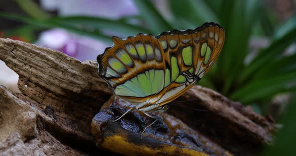 Siproeta stelenes (malachite), Neotropical brush-footed butterfly alt