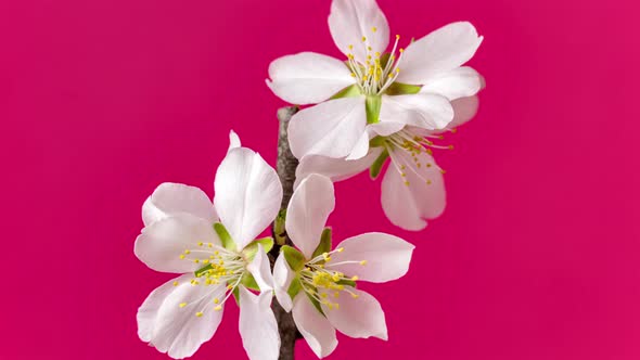 Almond Flower Blossom Dolly Timelapse 4 alt