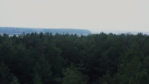 Top View of a Dense Spruce Forest Video Footage From a Drone on a Summer Day alt
