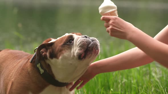 Cute and Funny English Bulldog Eating Cold Ice Cream in Hot Summer Day alt