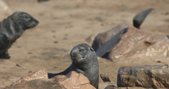 huge colony of brown fur seal in Cape Cross, Namibia safari wildlife alt