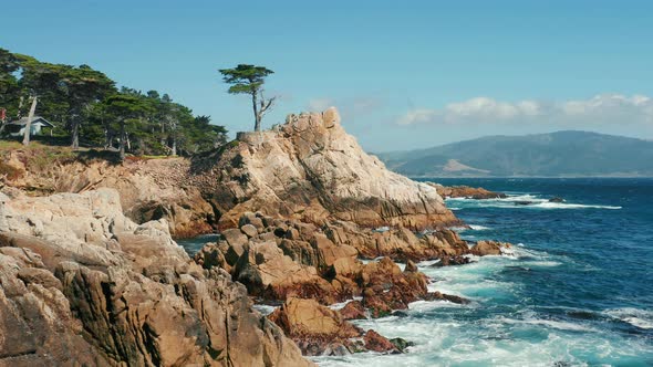 Scenic Landscape with Green Tree Growing on the Rocky Coast of California alt