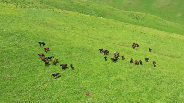 Herd of Horses Grazing on Slope Meadow alt