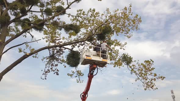 Two Service Workers Cutting Down Big Tree Branches with Chainsaw From High Chair Lift Crane Platform alt