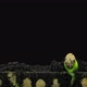 Time-lapse of germinating pumpkin seeds - VideoHive Item for Sale