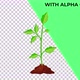 Tomato Stage Growth Animation - VideoHive Item for Sale