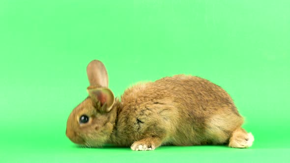 Small Fluffy Brown Domestic Rabbit on a Green Screen, Close-up. Easter Bunny on Chromakeia alt