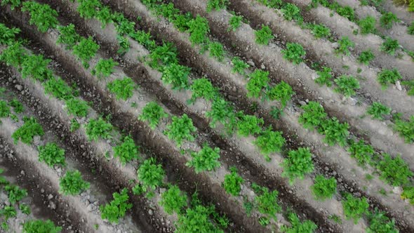 Rows of Potatoes Potatoes are Growing