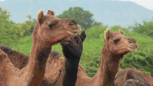 Camels at the Pushkar Fair Also Called the Pushkar Camel Fair or Locally As Kartik Mela alt