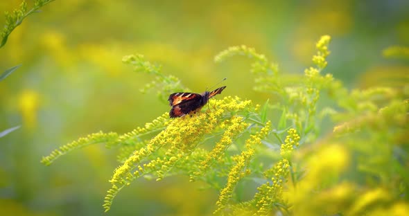 Small Tortoiseshell Butterfly (Aglais Urticae Nymphalis Urticae alt