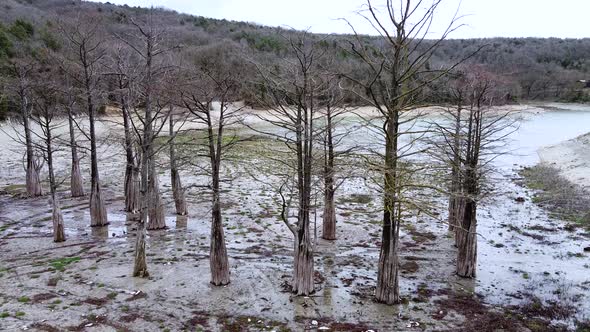 Swamp cypress trees alt