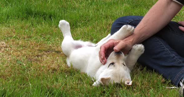 Yellow Labrador Retriever, Puppy Playing with his Mistress on the Lawn, Normandy in France alt