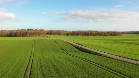 Green Fields in Denmark During Fall alt