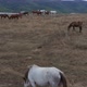 A Herd Of Horses Shot With A Drone In The Wild  - VideoHive Item for Sale