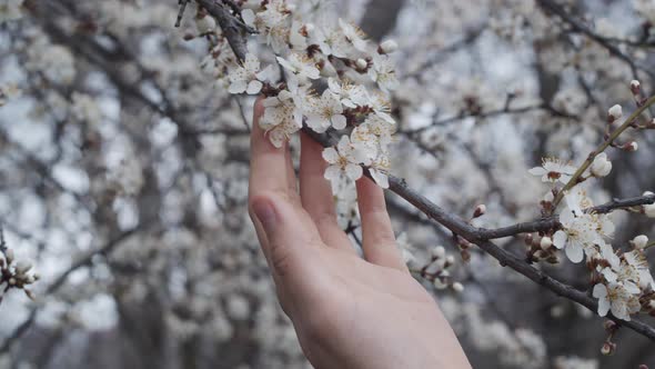 Closeup female hand touches branch with white flowers of blossoming apricot tree. Spring blooming