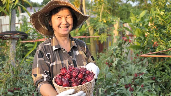 Happy Asian senior farmer harvesting organic fresh red roselle in the farm. alt