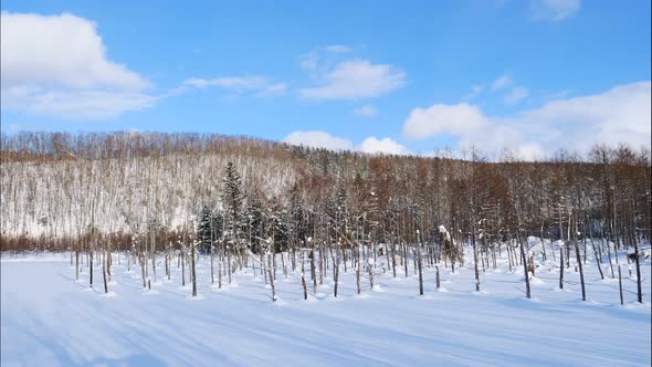 Branch tree with snow in winter season at Biei blue pond in Hokkaido Japan alt