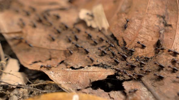 Group of Black Ants Walking on the Concrete Surface alt