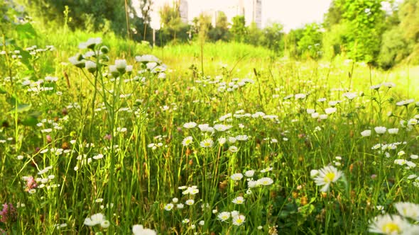 Glade With Small White Daisies In Summer