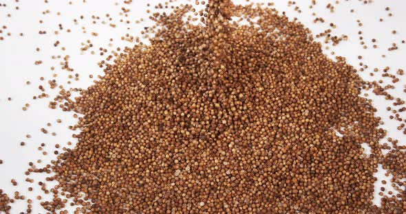 Coriander, coriandrum sativum, seeds falling against White Background, Slow Motion 4K alt