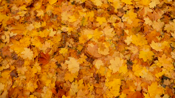 Background of Fallen Leaves on the Ground. Nature in Fall. Fallen Leaves of Maple Tree. Autumn Onset