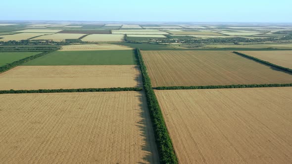 Agricultural Fields Aerial View alt