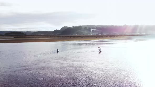 two swans couple close up over a bubbling lake