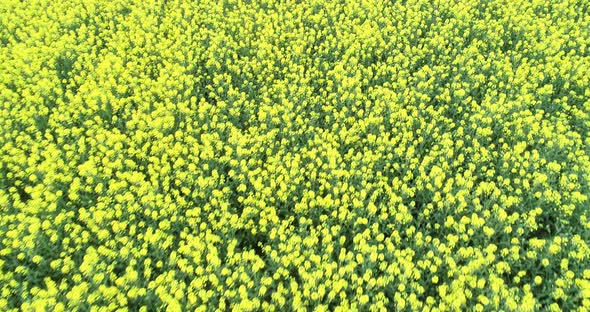 Flying over canola field. Cultivated rapeseed canola plantation field alt