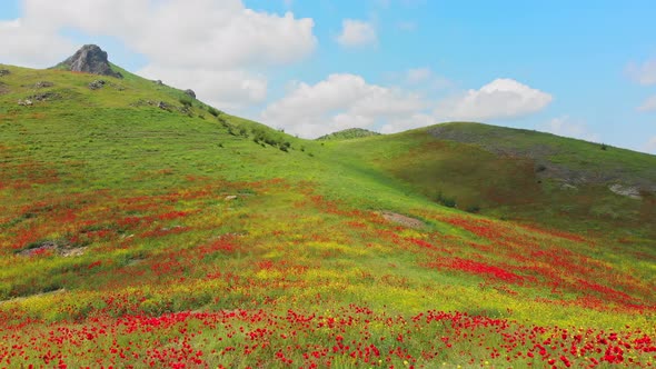 Revealing Young Girl Calmly Enjoy Nature alt