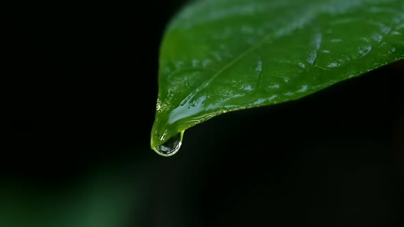 Slow motion drop of water dramatically rolls off leaf on black background