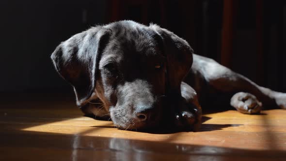 Dark moody shot of sleepy Great Dane mix puppy on wooden floor in window light alt