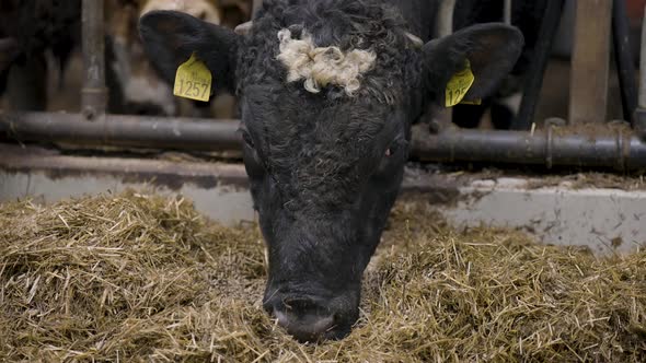 Close up shot of a black cow eating pellets and hay in a feedlot on a farm alt