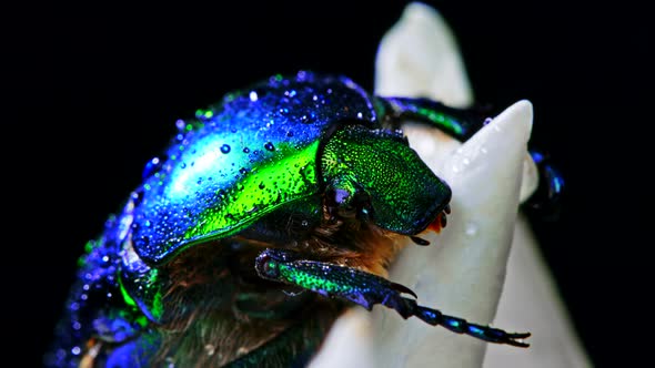 Close-up View of Green Rose Chafer - Cetonia Aurata Beetle on White Flower of Peony. Amazing Emerald alt
